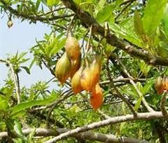پاپایا برگ بلوطی